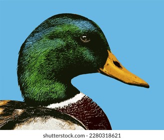 A male mallard duck with a green head is seen in a close up image that is a vector.