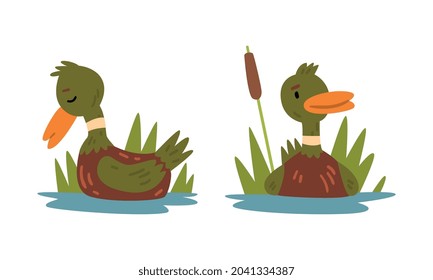 Male Mallard Duck with Orange Bill Swimming on Pond Surface Vector Set