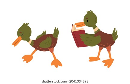 Male Mallard Duck with Orange Bill Standing and Reading Book Vector Set