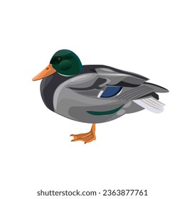 Male mallard duck standing on one leg. Vector illustration isolated on white background