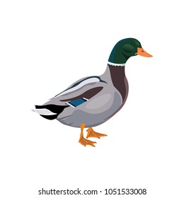 Male mallard duck. Vector illustration isolated on white background