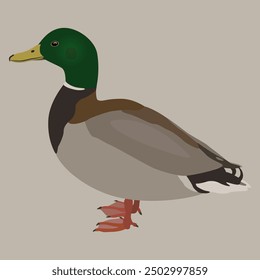 Male mallard wild duck. Anas platyrhynchos. Standing drake bird. Animal design.