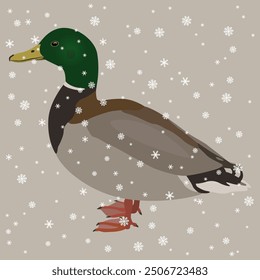 Male mallard wild duck under snowflakes. Anas platyrhynchos. Standing drake bird. Winter animal design.