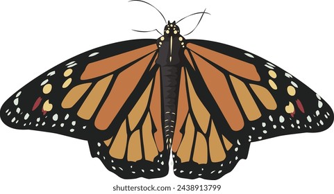 mariposa monarca macho en vector