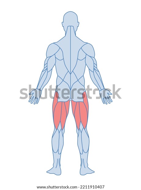 Male muscle anatomy. Figure of man with highlighted\
muscles of back of thigh. Semimembranosus and semitendinosus.\
Design element for sports poster. Cartoon flat vector illustration\
isolated on white