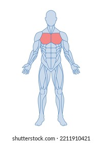 Male Muscle Anatomy. Schematic Of Man Body With Pectoral Muscles Highlighted In Red. Adductive Movement. Design Element For Medical Encyclopedia. Cartoon Flat Vector Illustration Isolated On White