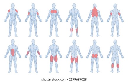 Male Muscle Anatomy Set. Figure Of Man And With Highlighted Biceps, Triceps, Quadriceps, Calf And Latissimus Dorsi. Training And Sports. Cartoon Flat Vector Collection Isolated On White Background