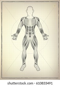 Male muscular anatomy vector scheme, drawing of proportion man, human anatomy