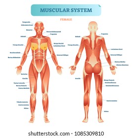 Male Muscular System, Full Anatomical Body Diagram With Muscle Scheme, Vector Illustration Educational Poster. Fitness Health Care Information.