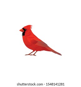 Male northern cardinal, cardinalis cardinalis, isolated on white