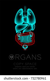 Male Organs X-ray set, Large Intestine infection concept idea red color illustration isolated glow in the dark background, with Organ text icon and copy space