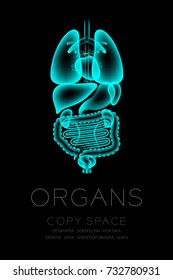 Male Organs X-ray set, Normal concept idea illustration isolated glow in the dark background, with Organ text and copy space