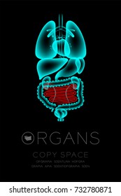 Male Organs X-ray set, Small Intestine infection concept idea red color illustration isolated glow in the dark background, with Organ text icon and copy space