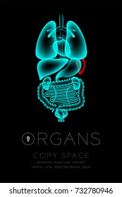 Male Organs X-ray set, Spleen infection concept idea red color illustration isolated glow in the dark background, with Organ text icon and copy space