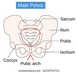 pélvis masculina parte do corpo humano ilustração. Conceito de assistência médica