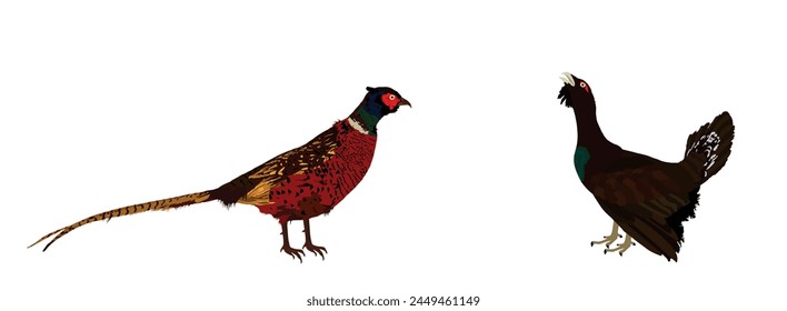 Male pheasant against grouse vector illustration isolated on white background. Bird watching. Plumage in zoo park. Hunting season. Forest and meadow wildlife birds. 