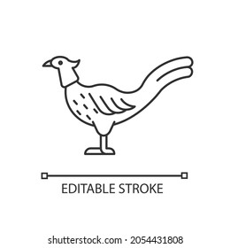 Male pheasant linear icon. Ringneck cock. Domestic bird raising. Long feathered tail. Thin line customizable illustration. Contour symbol. Vector isolated outline drawing. Editable stroke