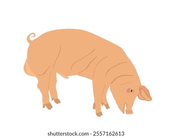 Male pig vector illustration isolated on white background. Pork meat. Butcher shop wallpaper, poster. Spawn farm animal symbol. Domestic swine. Breeding boar. Organic food.