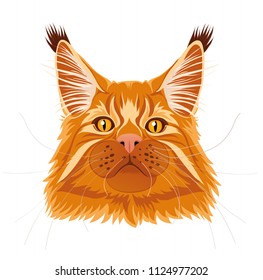 Male red solid maine coon cat with beautiful brushes on the ears with curious serious look. Vector illustration. Isolated.