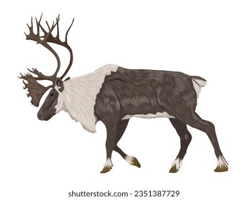 Male reindeer with large branched antlers. Rangifer tarandus. Wild animals of the tundra and taiga. realistic vector