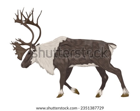 Male reindeer with large branched antlers. Rangifer tarandus. Wild animals of the tundra and taiga. realistic vector