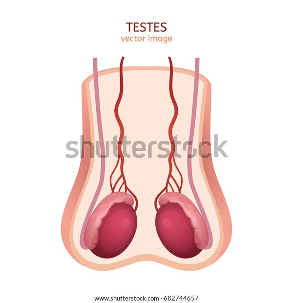 Male reproductive organs. Testis, scrotum and\
vessels. Vector illustration. Medical, anatomical and educational\
image