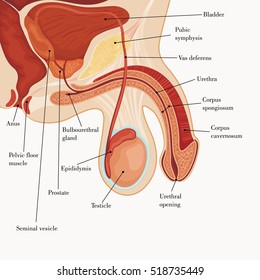 Male Reproductive System Hd Stock Images Shutterstock