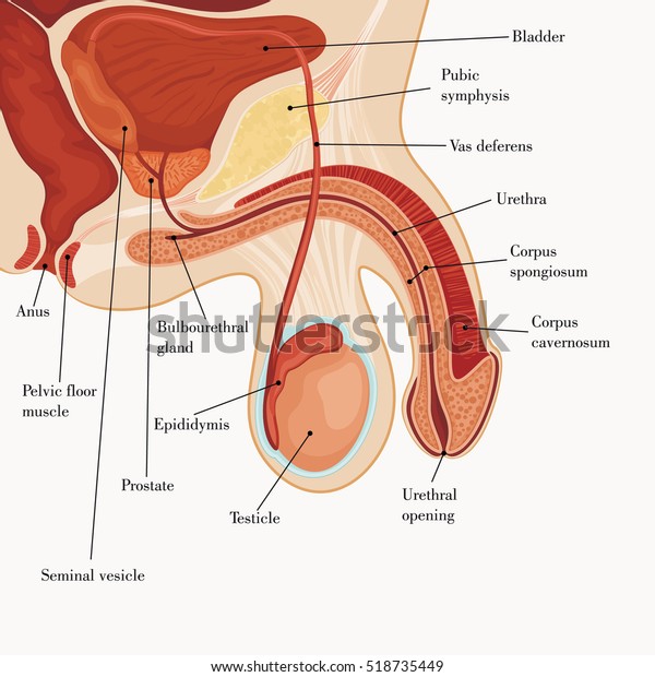 Male reproductive\
system
