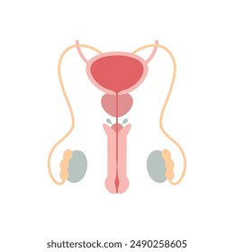 Male reproductive system. Anatomically correct reproductive organs with cross-section view. Gynecology concept isolation.