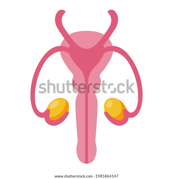 Male Reproductive System Anatomy Cartoon Icon Penis Testicles Clipart Internal Man Sex Organs 1710