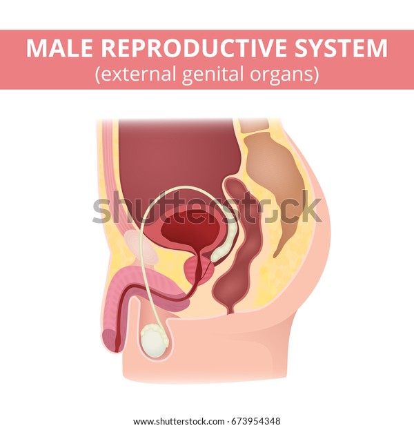 男性の生殖系 男性器の構造 性器の構造 のベクター画像素材 ロイヤリティフリー