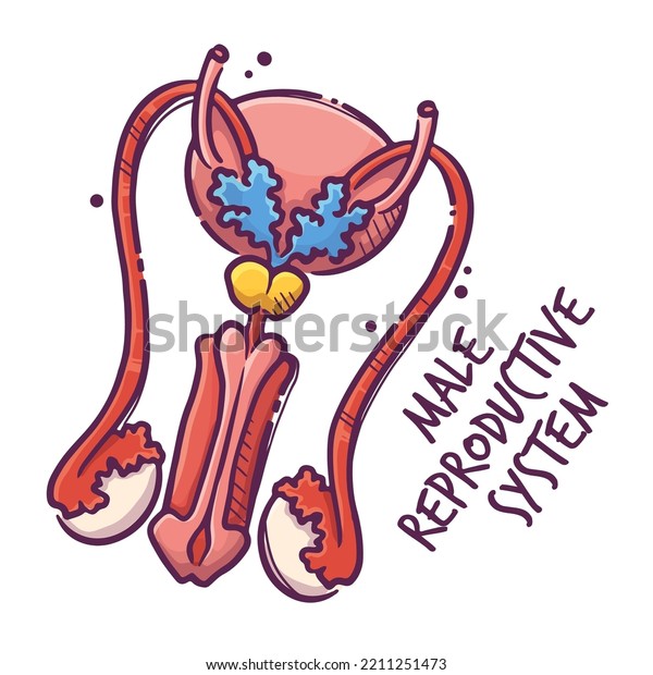 Male reproductive\
system. Animals and humans internal organs. Medical theme for\
posters, leaflets, books, stickers. Human organ anatomy. Vector\
hand drawn style\
illustration.