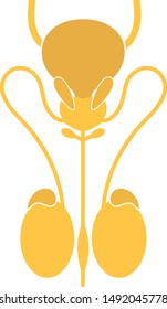 Male reproductive system and bladder. Front view, flat design. Vector illustration