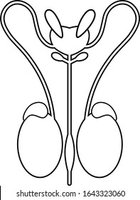 Male reproductive system and bladder. Front view, line art. Vector illustration