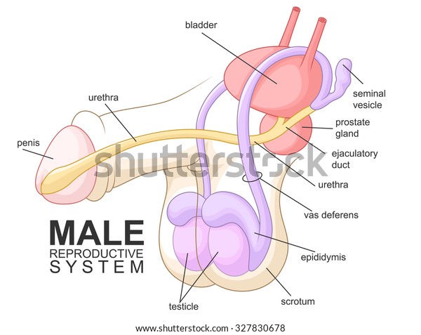 Male reproductive system\
cartoon