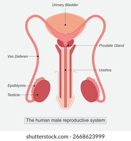 The male reproductive system is a complex network of internal and external organs responsible for producing and maintaining.Human Male Reproductive System Organs, Structure, Functions.Medical 
