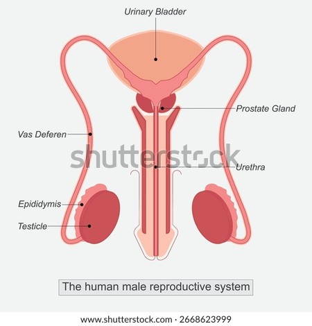 The male reproductive system is a complex network of internal and external organs responsible for producing and maintaining.Human Male Reproductive System Organs, Structure, Functions.Medical 