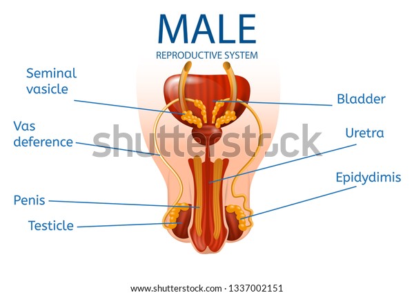 Male Reproductive System Parts Human Anatomy