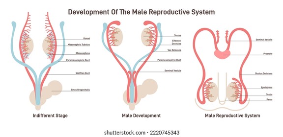 Desarrollo del sistema reproductivo masculino. Crecimiento embrionario y diferenciación sexual debido al desarrollo del feto. Ilustración vectorial plana