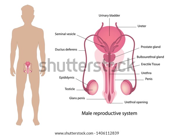 Male Reproductive System Human Anatomy Vector Stock Vector Royalty Free 1406112839