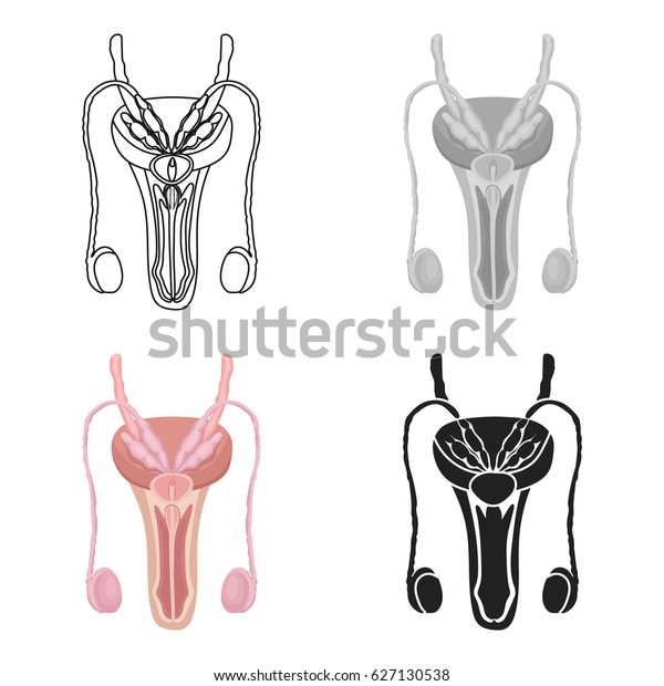 「male Reproductive System Icon Cartoon Style」のベクター画像素材（ロイヤリティフリー） 627130538 Shutterstock 8405