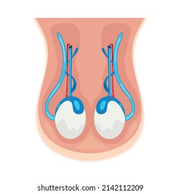 Male Reproductive System Icon Isolated