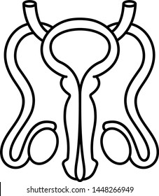 Male Reproductive System Icon In Outline Style