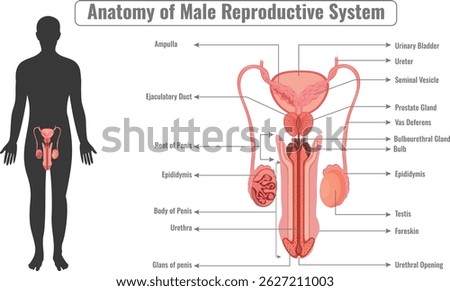 The male reproductive system includes testes epididymis vas deferens seminal vesicles prostate gland and penis responsible for sperm production and delivery