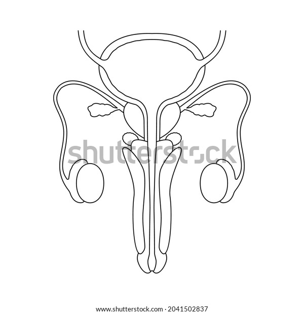 Male reproductive system in line style.\
Anatomically correct reproductive organs with cross-section view.\
Gynecology concept\
isolation