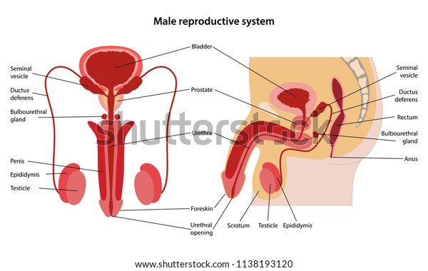 Male reproductive system with\
main parts labeled. Anterior and lateral views. Vector\
illustration
