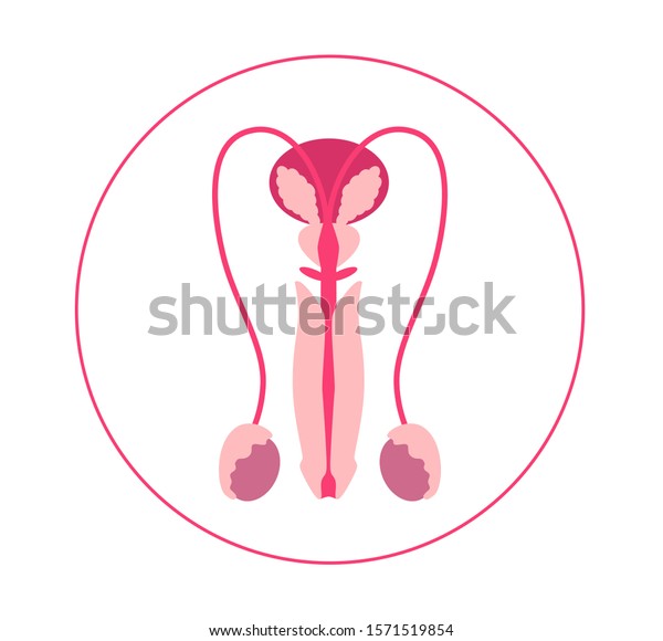 Male Reproductive System Man Health Reproduction Stock Vector Royalty