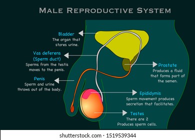 Male Reproductive System. Man  Reproduction Organs Anatomy. Annotated. Cross Section Diagram. With Explanations. Prostate, Epididymis, Testes, Penis, Sperm Duct. Dark Green X Ray Background. Vector