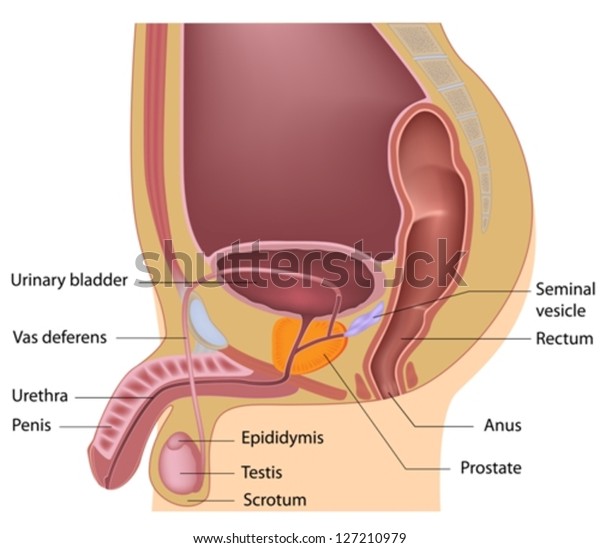 Male reproductive\
system median section