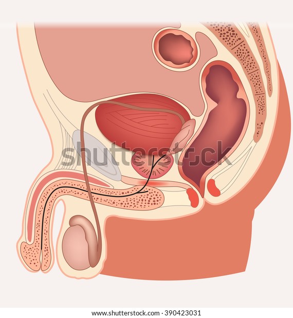 Male reproductive
system median section